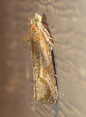 Olethreutes inornatana