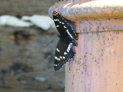 Limenitis populi