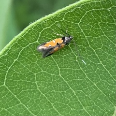 Chrysoclista linneella