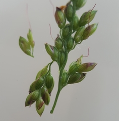Setaria barbata