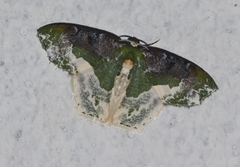 Eucyclodes semialba