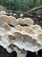 Irpiciporus