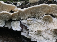 Irpiciporus