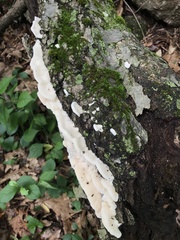Irpiciporus