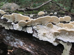 Irpiciporus