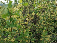 Ribes diacanthum