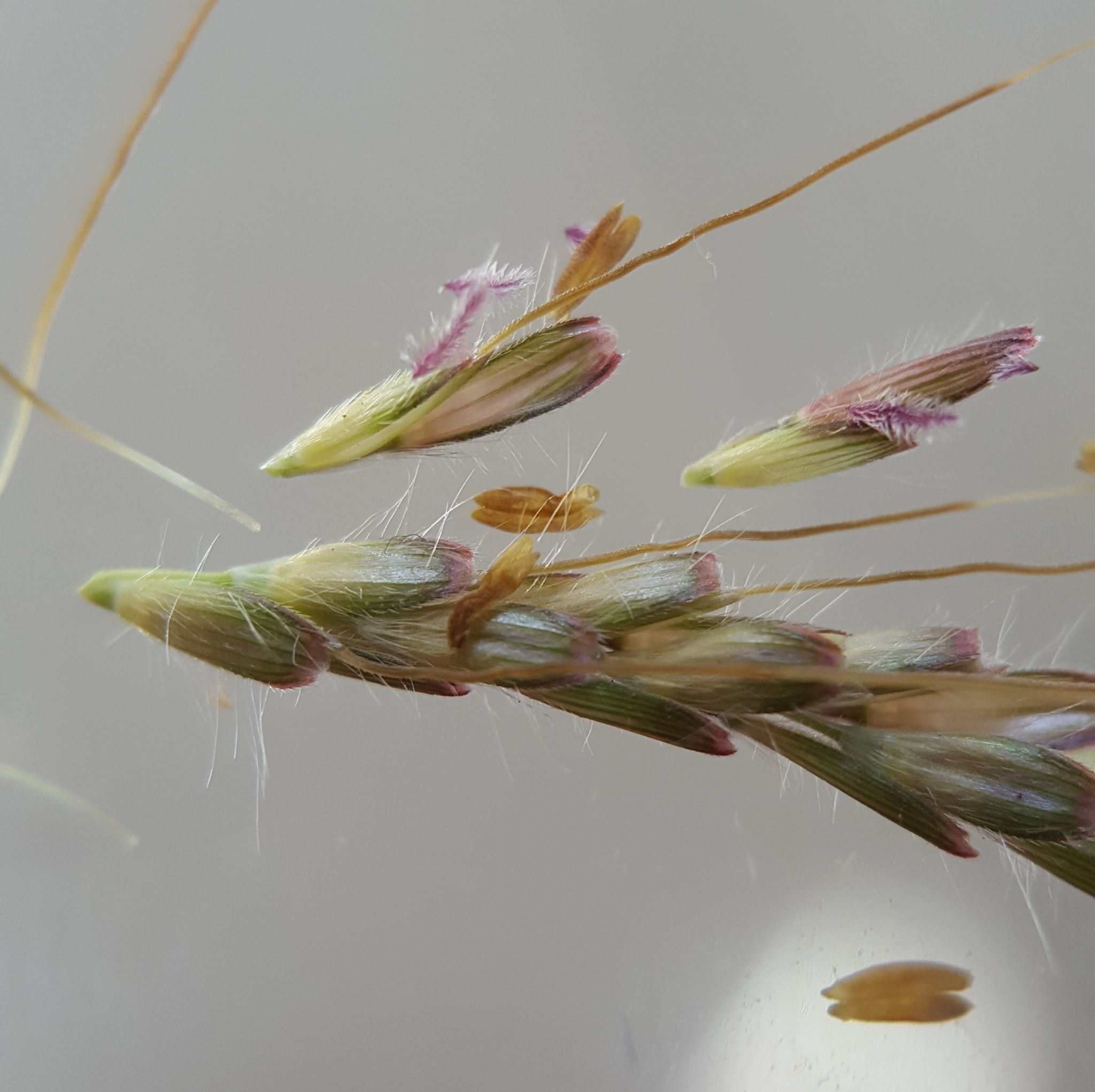 (c) François Rousseu, certains droits réservés (CC BY-NC) https://www.inaturalist.org/observations/82978778
