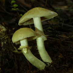 Cortinarius achrous