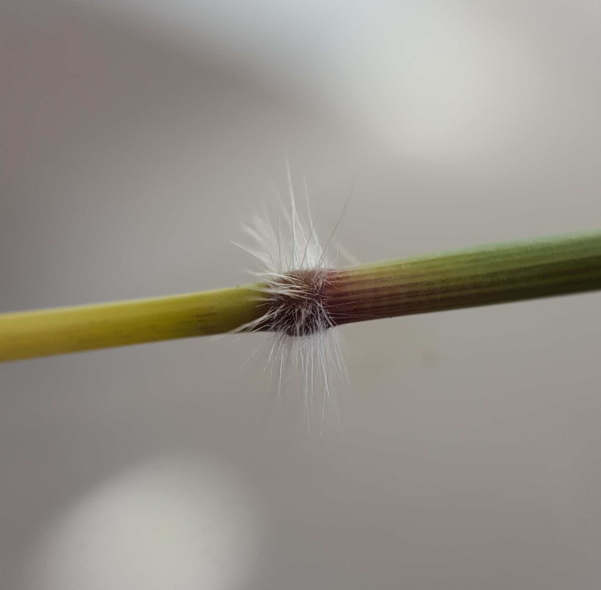 (c) François Rousseu, certains droits réservés (CC BY-NC) https://www.inaturalist.org/observations/82978778