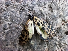 Semblis phalaenoides