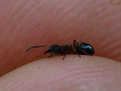 Dolichoderus plagiatus