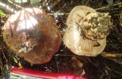 Cortinarius minoscaurus