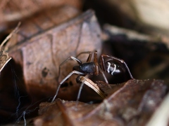 Castianeira cingulata