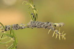 Aphis craccae