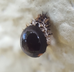 Exochomus laeviusculus