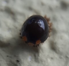 Exochomus laeviusculus