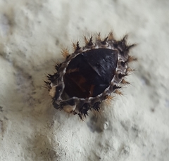 Exochomus laeviusculus