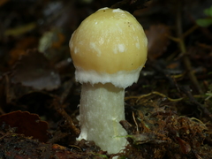 Cortinarius achrous