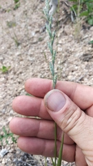 Elymus lolioides