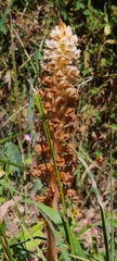 Orobanche amethystea