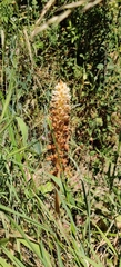 Orobanche amethystea