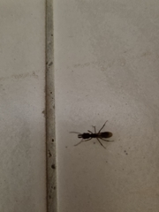 Odontomachus