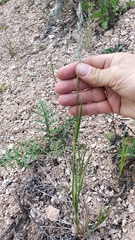 Elymus lolioides