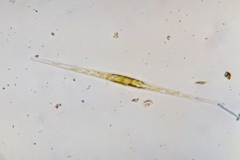 Nitzschia acicularis