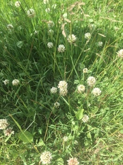 Trifolium repens
