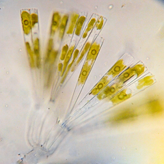 Licmophora flabellata