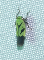 Nephotettix nigropictus