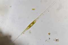 Cylindrotheca closterium