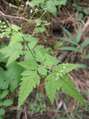 Osmorhiza depauperata