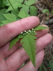 Osmorhiza depauperata