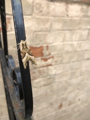 Phlogophora meticulosa