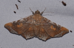 Episparis liturata