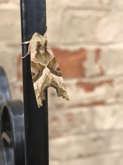 Phlogophora meticulosa