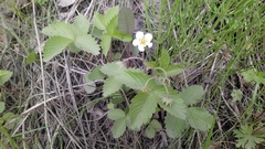 Fragaria orientalis