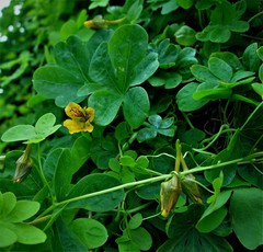 Tropaeolum ciliatum