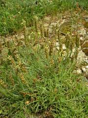 Plantago holosteum