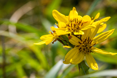 Ligularia hodgsonii