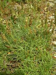 Plantago holosteum