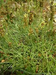 Plantago holosteum
