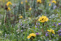 Ligularia hodgsonii