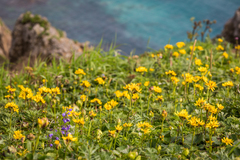Ligularia hodgsonii