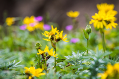 Ligularia hodgsonii