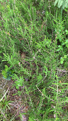 Calluna vulgaris