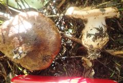 Cortinarius minoscaurus