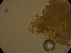 Cortinarius minoscaurus