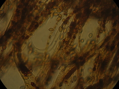 Cortinarius minoscaurus